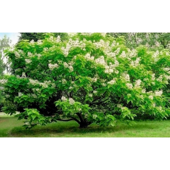 CATALPA KATALPA Surmia odporna mróz - sadzonki 40 / 60 cm